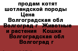 продам котят шотландской породы › Цена ­ 1 500 - Волгоградская обл., Волгоград г. Животные и растения » Кошки   . Волгоградская обл.,Волгоград г.